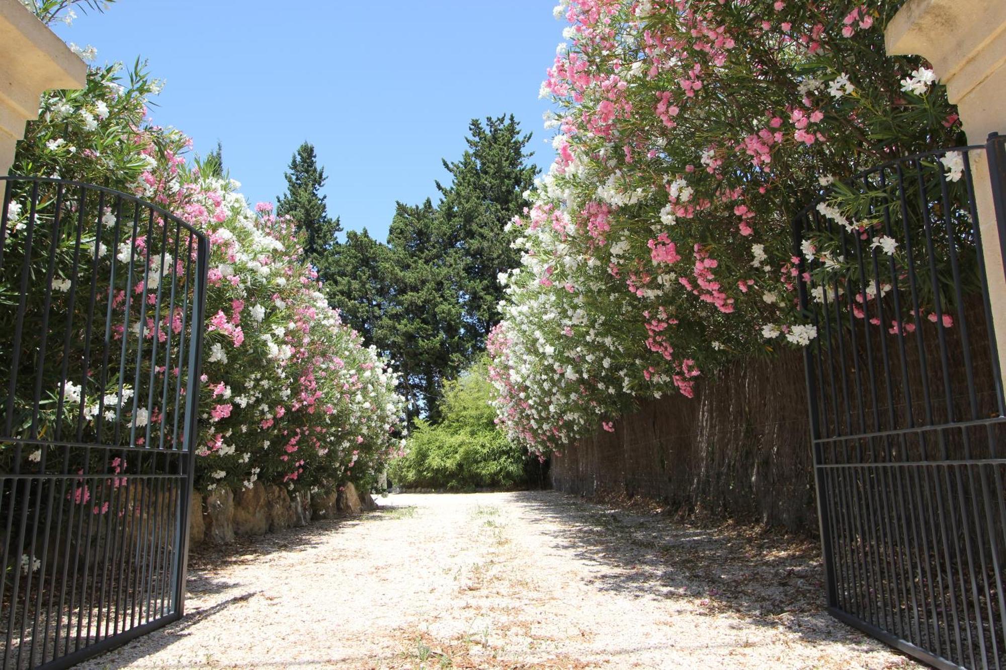 Mas Paloma Bed & Breakfast Rognonas ภายนอก รูปภาพ